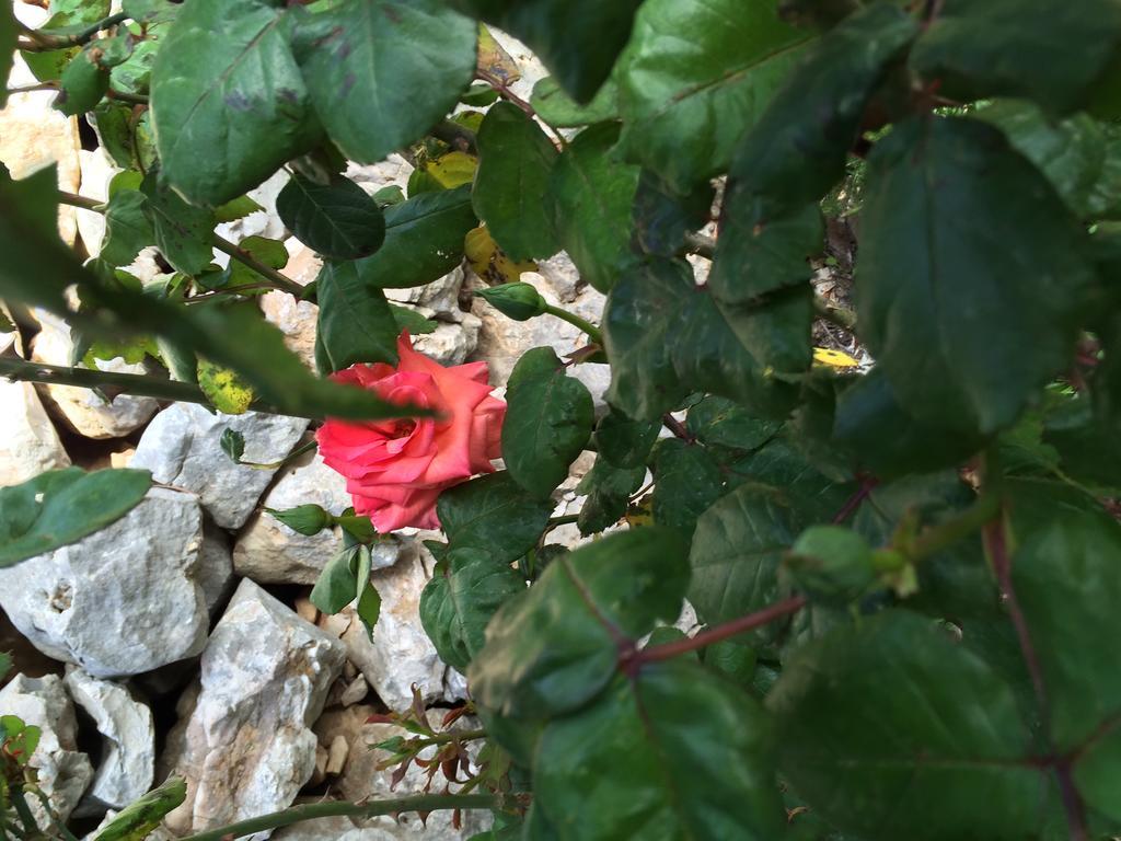 Guest House Maslina Vinišće 外观 照片